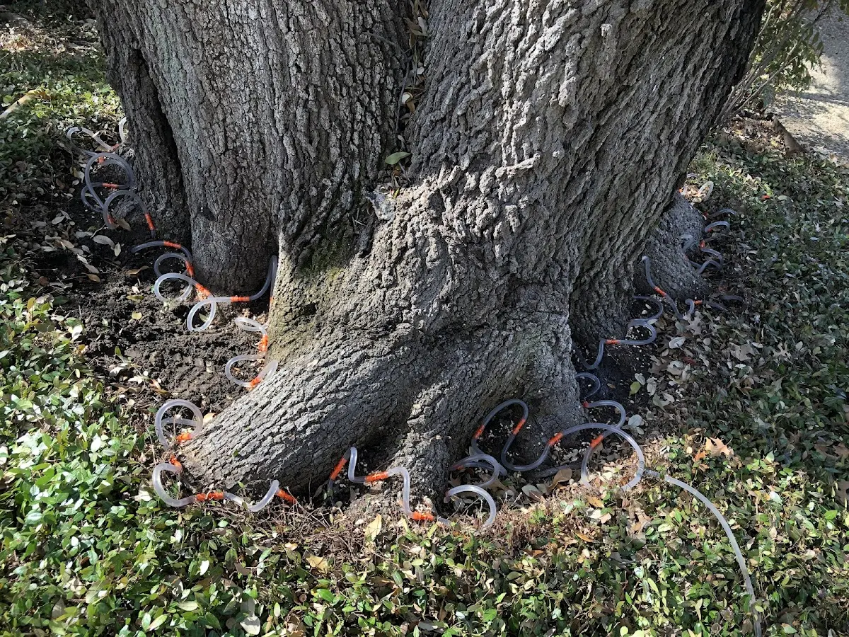 Detailed Tree Cabling and Bracing job site in Grove Hill
